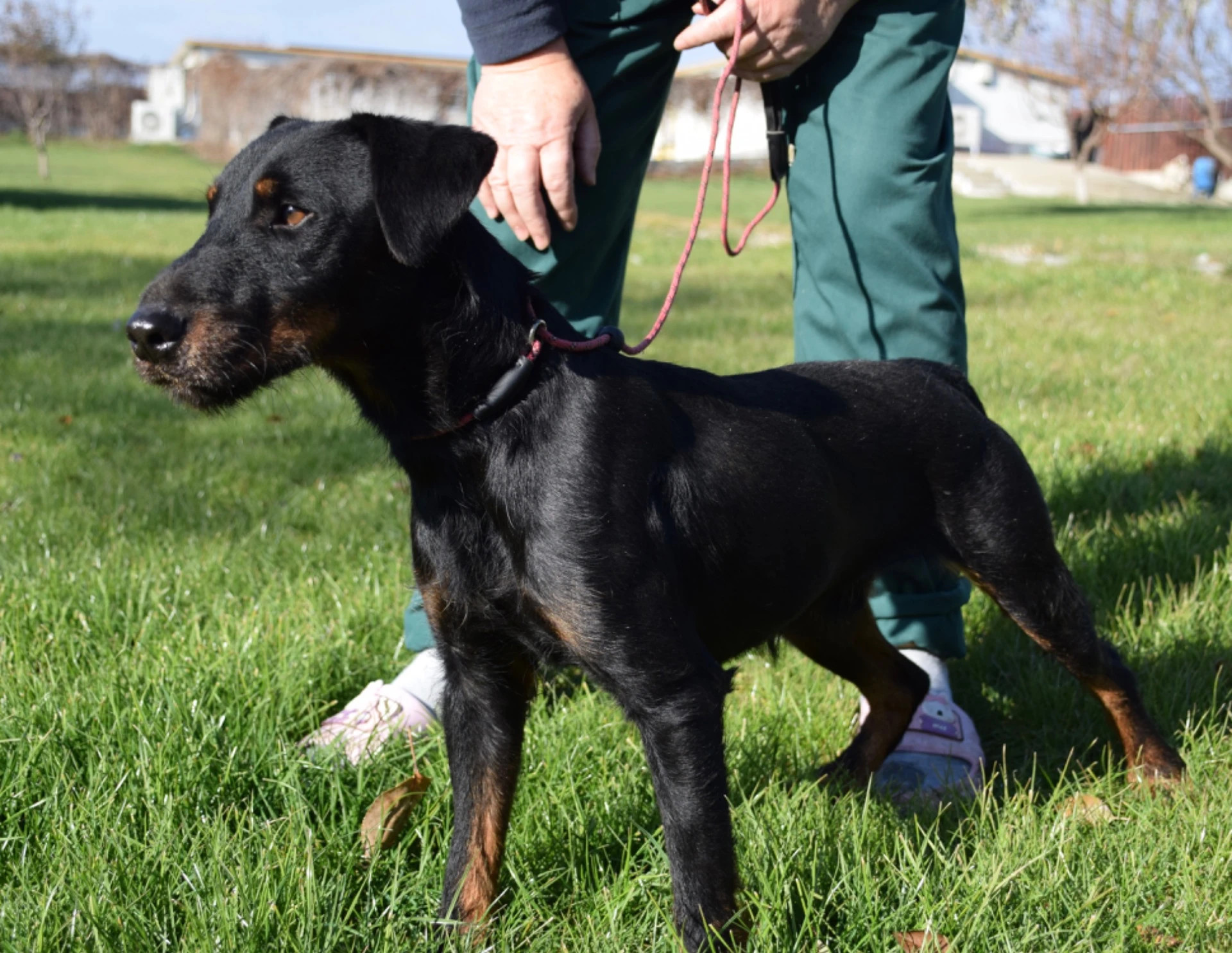 Månadens hund