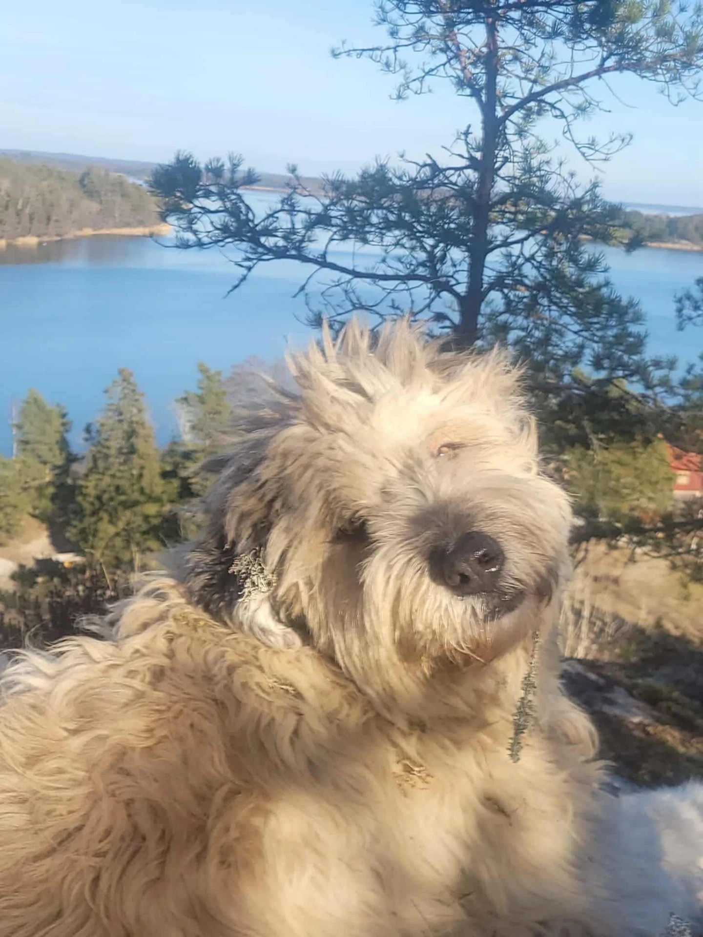 Månadens hund
