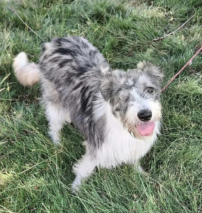Månadens hund