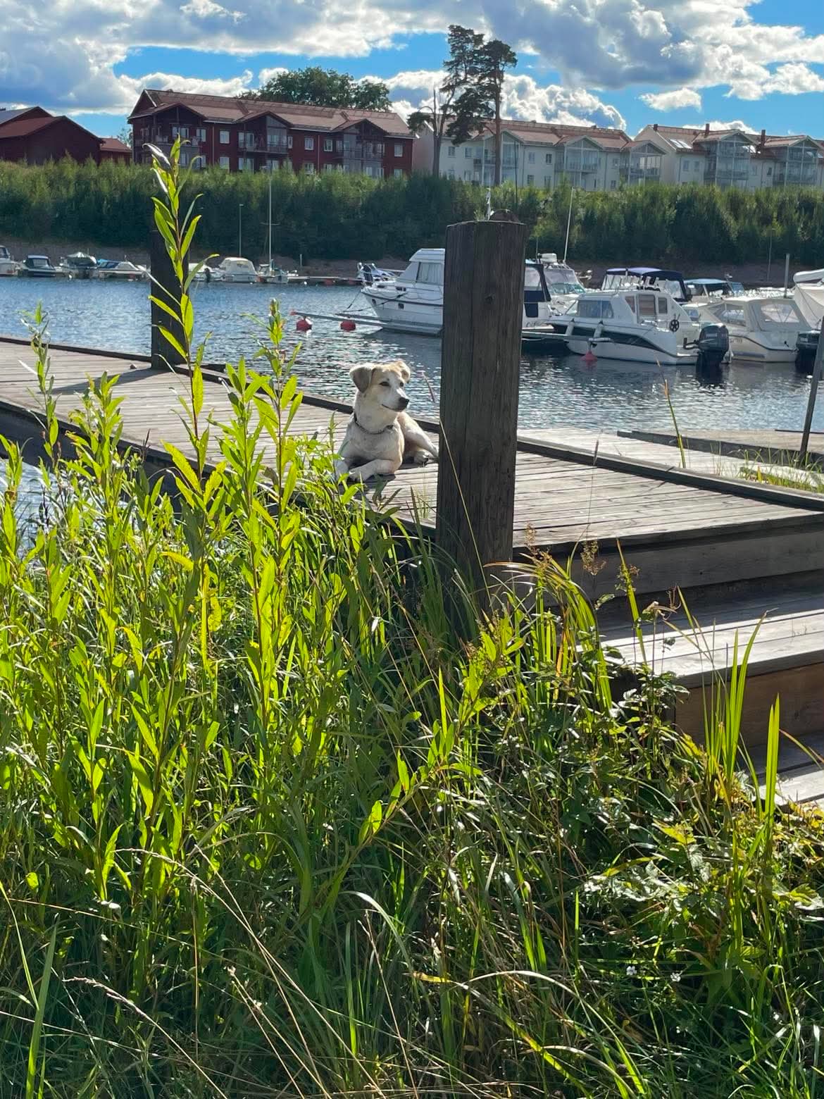 Månadens hund